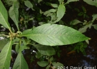 <i>Hygrophila costata</i> Nees [Acanthaceae]