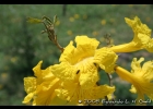 <i>Handroanthus pulcherrimus</i> (Sandwith) S.O.Grose [Bignoniaceae]