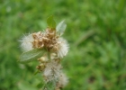 <i>Gamochaeta purpurea</i> (L.) Cabrera [Asteraceae]