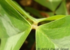 <i>Oxalis triangularis</i> A. St.-Hil. [Oxalidaceae]