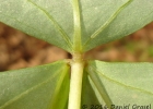 <i>Oxalis triangularis</i> A. St.-Hil. [Oxalidaceae]