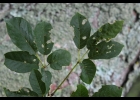 <i>Handroanthus pulcherrimus</i> (Sandwith) S.O.Grose [Bignoniaceae]
