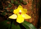 <i>Promenaea paranaensis</i> Schltr. [Orchidaceae]