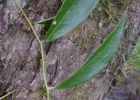 <i>Machaerium paraguariense</i> Hassl. [Fabaceae]