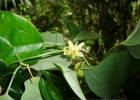 <i>Passiflora truncata</i> Regel [Passifloraceae]