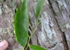<i>Machaerium paraguariense</i> Hassl. [Fabaceae]
