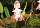 <i>Bulbophyllum napelli</i> Lindl. [Orchidaceae]