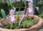 <i>Bulbophyllum napelli</i> Lindl. [Orchidaceae]