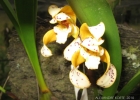 <i>Brasiliorchis picta</i> (Hook.) R.B.Singer et al. [Orchidaceae]