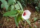 <i>Pavonia xanthogloea</i> Ekman [Malvaceae]