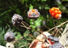 <i>Bomarea edulis</i> (Tussac.) Herb. [Alstroemeriaceae]