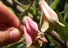 <i>Bomarea edulis</i> (Tussac.) Herb. [Alstroemeriaceae]