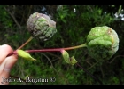 <i>Bomarea edulis</i> (Tussac.) Herb. [Alstroemeriaceae]