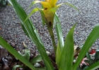<i>Canistropsis bilbergioides</i> (Schult. & Schult.f.) Leme [Bromeliaceae]