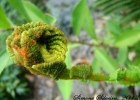 <i>Osmunda cinnamomea</i> L. [Osmundaceae]