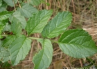 <i>Solanum commersonii</i> Dunal [Solanaceae]
