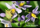 <i>Solanum flaccidum</i> Vell. [Solanaceae]