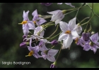 <i>Solanum flaccidum</i> Vell. [Solanaceae]