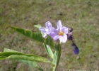 <i>Solanum glaucophyllum</i> Desf. [Solanaceae]