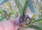 <i>Solanum glaucophyllum</i> Desf. [Solanaceae]