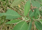 <i>Solanum granulosoleprosum</i> Dunal [Solanaceae]