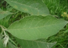 <i>Solanum granulosoleprosum</i> Dunal [Solanaceae]