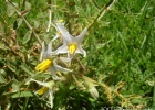 <i>Solanum hasslerianum</i> Chodat [Solanaceae]