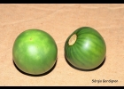 <i>Solanum hasslerianum</i> Chodat [Solanaceae]