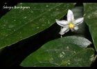 <i>Solanum hirtellum</i> (Spreng.) Hassl. [Solanaceae]