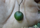 <i>Solanum iraniense</i> L.B. Sm. e Downs [Solanaceae]
