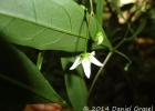 <i>Solanum iraniense</i> L.B. Sm. e Downs [Solanaceae]