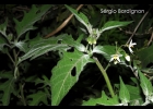 <i>Solanum nigrescens</i> M.Martens e Galeotti [Solanaceae]