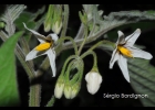 <i>Solanum nigrescens</i> M.Martens e Galeotti [Solanaceae]