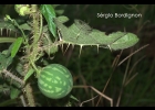 <i>Solanum palinacanthum</i> Dunal [Solanaceae]
