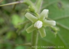 <i>Solanum reflexum</i> Schrank [Solanaceae]