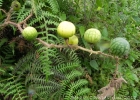 <i>Solanum reflexum</i> Schrank [Solanaceae]