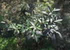 <i>Solanum subsylvestre</i> L.B. Sm. e Downs [Solanaceae]