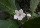 <i>Solanum subsylvestre</i> L.B. Sm. e Downs [Solanaceae]