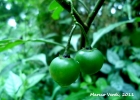<i>Solanum trachytrichium</i> Bitter [Solanaceae]