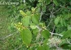 <i>Coccoloba cordata</i> Cham. [Polygonaceae]