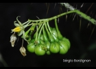 <i>Solanum vaillantii</i> Dunal [Solanaceae]