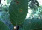 <i>Coccoloba cordata</i> Cham. [Polygonaceae]