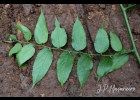 <i>Celtis iguanaea</i> (Jacq.) Sarg. [Cannabaceae]