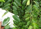 <i>Celtis iguanaea</i> (Jacq.) Sarg. [Cannabaceae]
