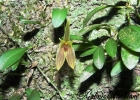 <i>Barbosella australis</i> (Cogn.) Schltr. [Orchidaceae]