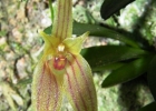 <i>Barbosella australis</i> (Cogn.) Schltr. [Orchidaceae]