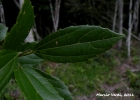 <i>Alchornea triplinervia</i> (Spreng.) M. Arg. [Euphorbiaceae]