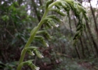 <i>Cyclopogon congestus</i> (Vell.) Hoehne [Orchidaceae]