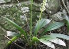 <i>Cyclopogon congestus</i> (Vell.) Hoehne [Orchidaceae]