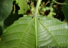 <i>Alchornea triplinervia</i> (Spreng.) M. Arg. [Euphorbiaceae]